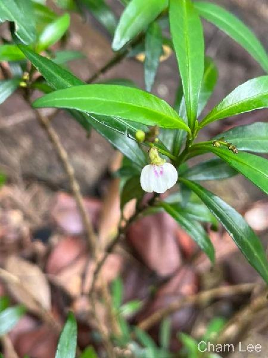 Justicia hookeriana (Nees) T.Anderson